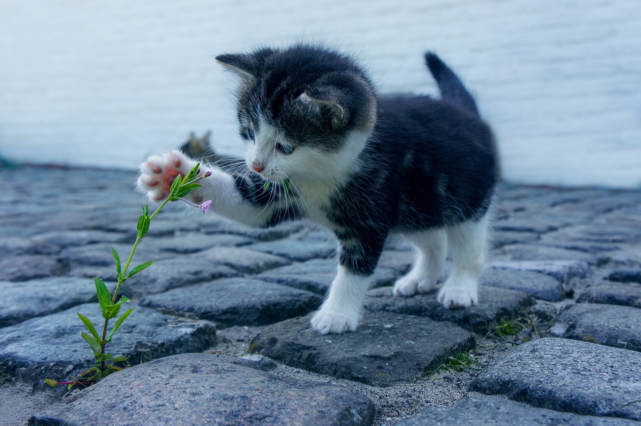An image of a kitten interacting with a small flower.